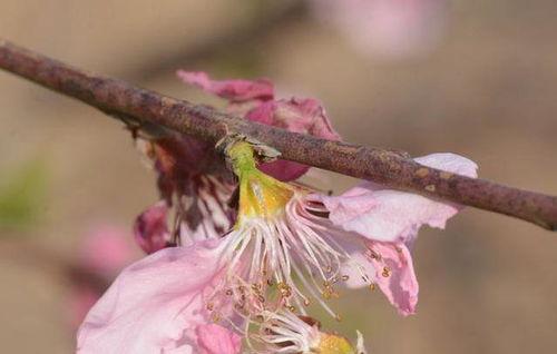 桃树疏果视频,视频教学助您高效管理果实