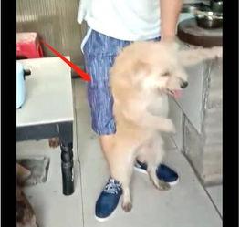 真实虐狗视频,令人发指的虐狗视频曝光