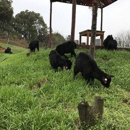 放养黑山羊视频,自然牧场的生态养殖之道