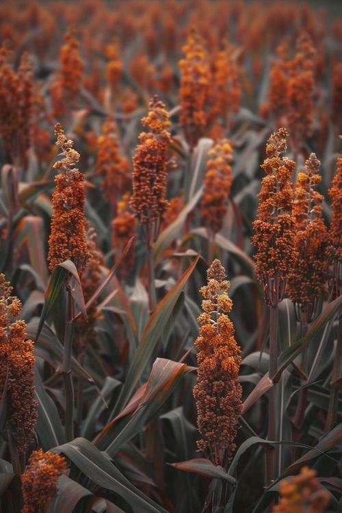 高粱视频素材,金色田野里的希望与收获