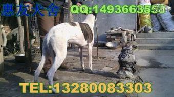 格力狗逮兔子视频