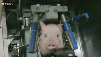 学杀猪视频全过程视频,从宰杀到分割的全程视频教学