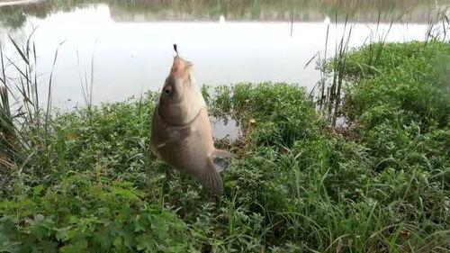 七星漂钓鲫鱼视频,视频教学带你轻松上钩