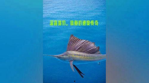 旗鱼视频,探索海洋奥秘，畅游视觉盛宴